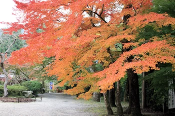 醍醐寺の風景