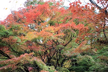岩屋寺の風景