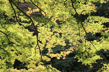 高山寺の風景