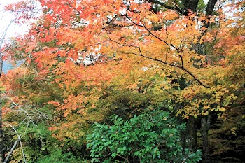 高山寺の風景