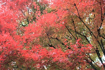 嵐山高雄パークウェイの風景