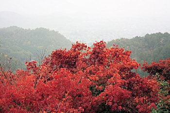 嵐山高雄パークウェイの風景