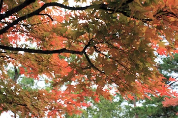 嵐山高雄パークウェイの風景