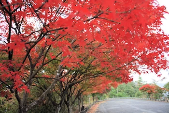 嵐山高雄パークウェイの風景