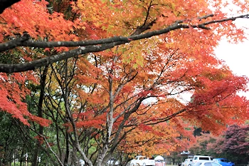 嵐山高雄パークウェイの風景