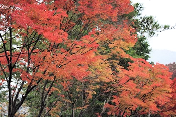 嵐山高雄パークウェイの風景