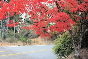 嵐山高雄パークウェイの風景