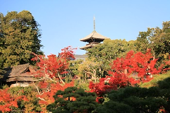 仁和寺の風景