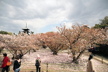 仁和寺の風景