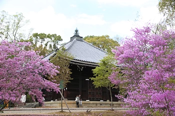 仁和寺の風景