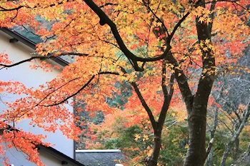 貴船神社一の鳥居付近の風景