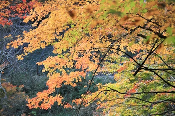 貴船神社一の鳥居付近の風景