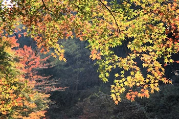 貴船神社一の鳥居付近の風景