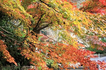 熊野若王子神社の風景