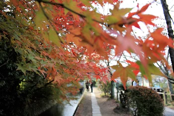 哲学の道の風景