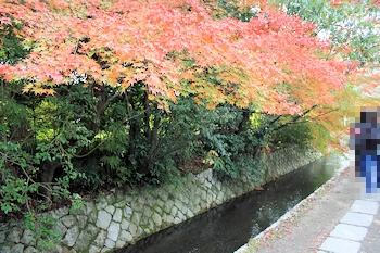 哲学の道の風景