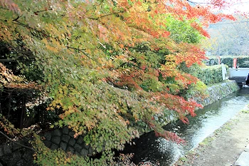 哲学の道の風景