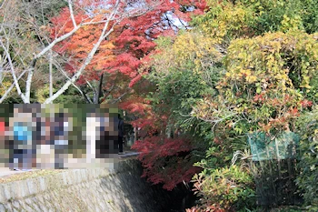 哲学の道の風景