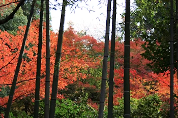 哲学の道の風景