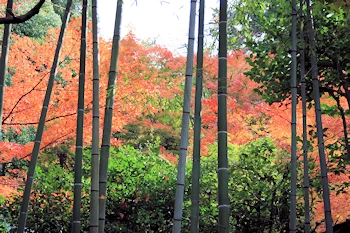 哲学の道の風景