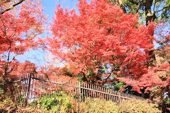 北野天満宮の風景