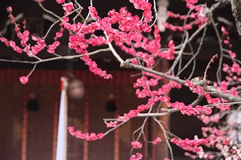 北野天満宮の風景