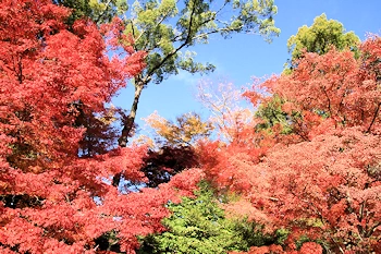 北野天満宮の風景