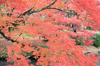 府立植物園の風景