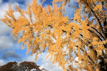 府立植物園の風景