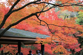 府立植物園の風景