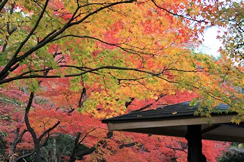 府立植物園の風景