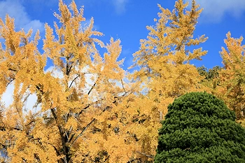 府立植物園の風景