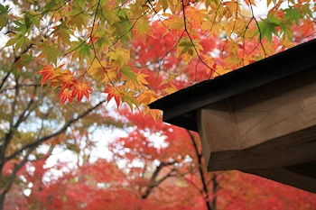 府立植物園の風景
