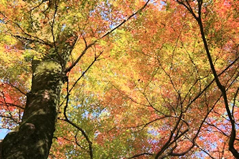 円山公園の風景