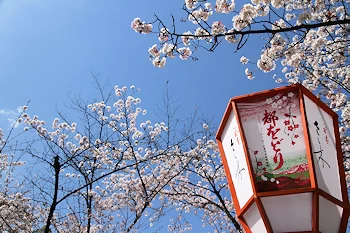 円山公園の風景