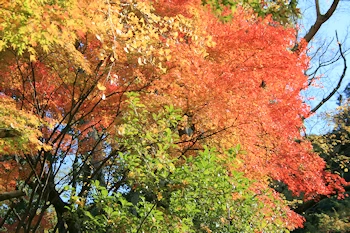 円山公園の風景