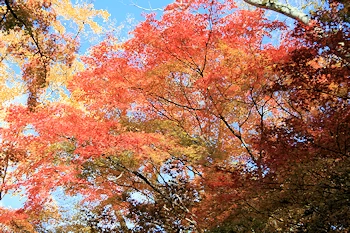 円山公園の風景