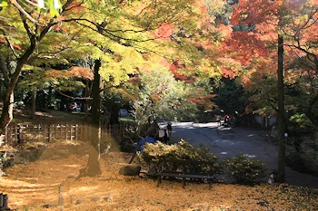 円山公園の風景