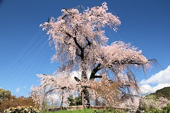 円山公園の風景