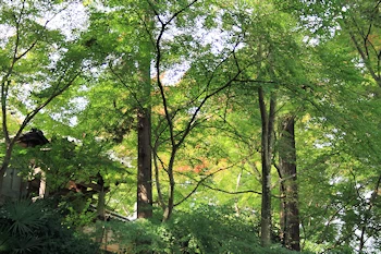正法寺の風景