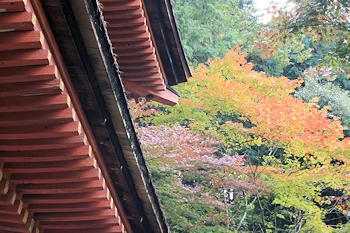 浄瑠璃寺の風景