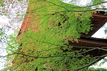 浄瑠璃寺の風景