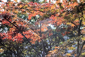 岩倉具視旧宅の風景