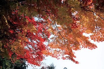 上賀茂神社の風景