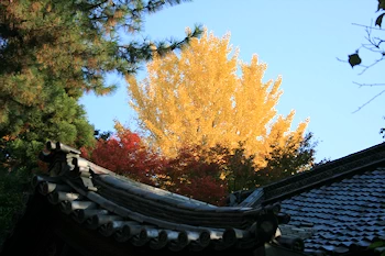 梨木神社の風景