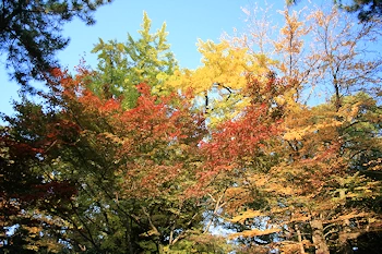梨木神社の風景