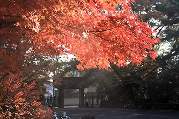 京都御苑の風景