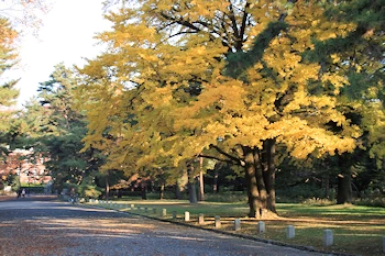 京都御苑の風景