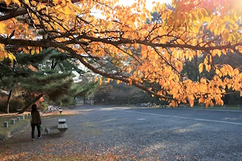 京都御苑の風景