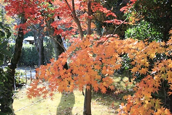 愛宕念仏寺の風景